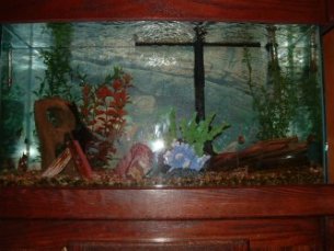 Swimming happily in their own little world